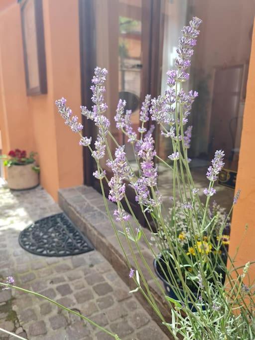 Mala Lu Varazdin